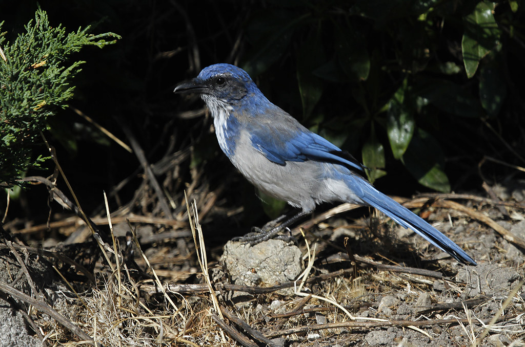 A California Scrub-Jay in Monterey County, California (9/1/2019).