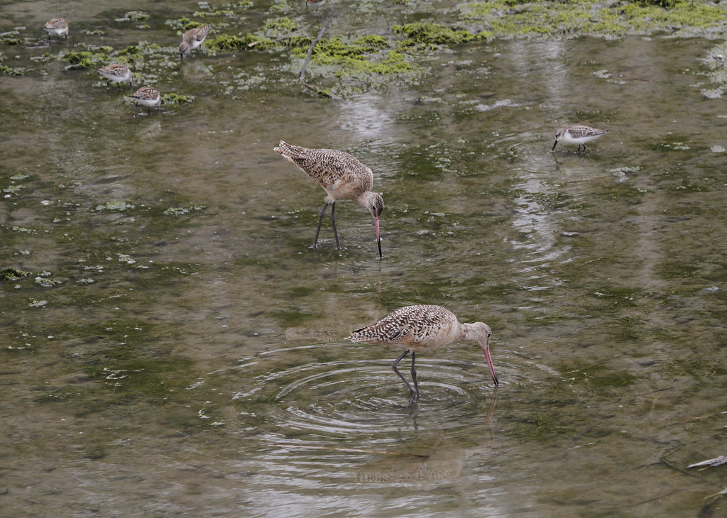 Marbled Godwits in Monterey County, California (8/27/2019).