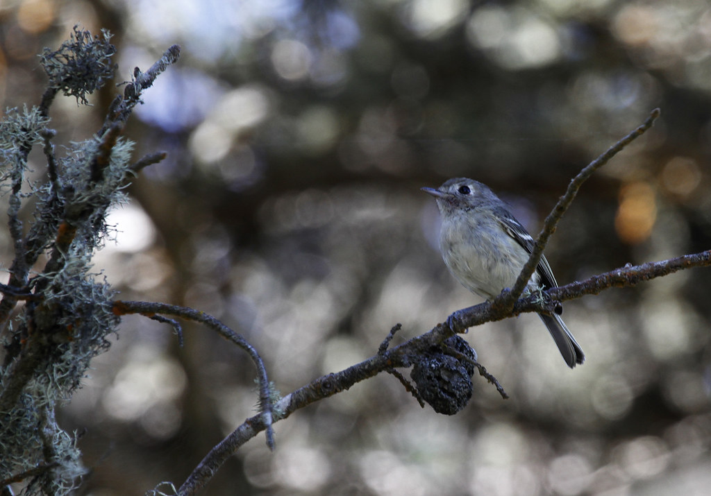 A Hutton's Vireo in Monterey County, California (9/1/2019).