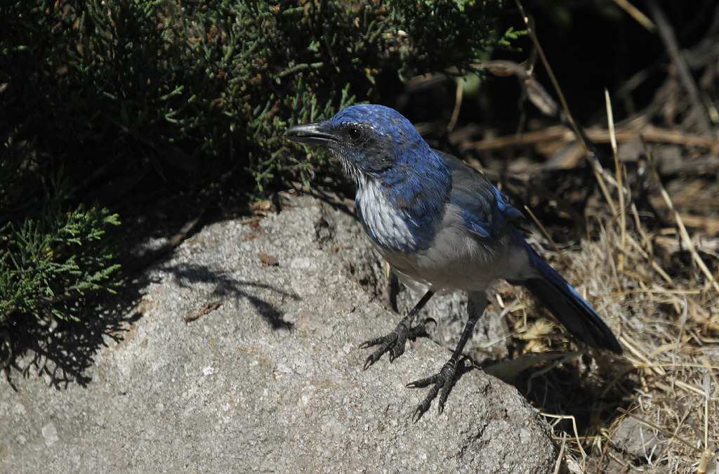 A California Scrub-Jay in Monterey Co., California (9/1/2019).