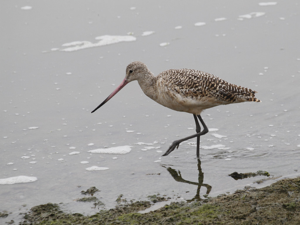 A Marbled Godwit in Monterey County, California (8/27/2019).