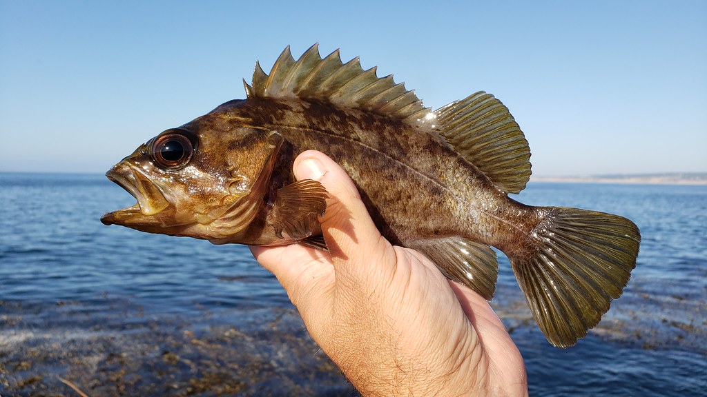 A Grass Rockfish in Monterey County, California (9/26/2019).