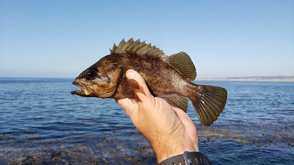 A Grass Rockfish in Monterey County, California (9/26/2019).