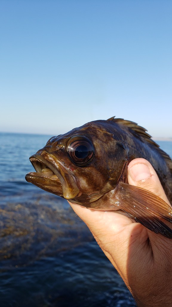 A Grass Rockfish in Monterey County, California (9/26/2019).