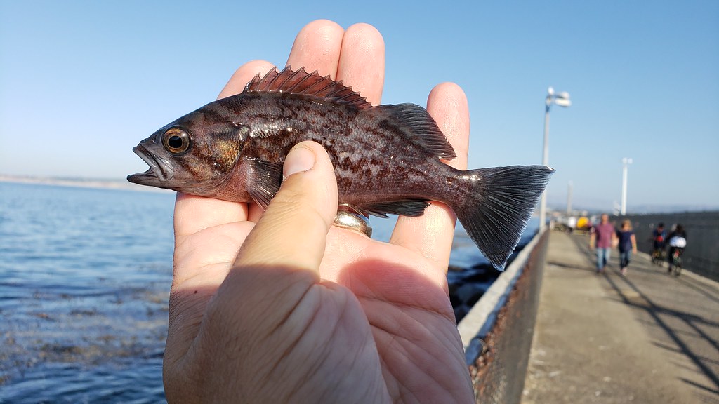 A Blue Rockfish in Monterey County, California (9/26/2019).