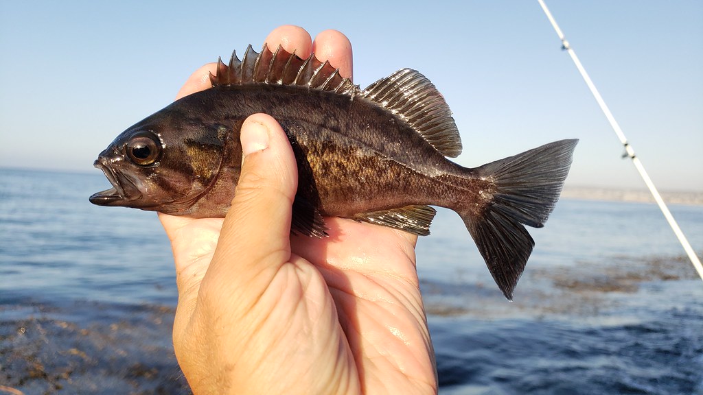 A Blue Rockfish in Monterey County, California (9/26/2019).