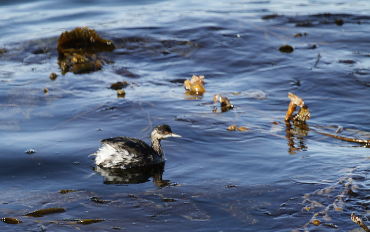 An Eared Grebe in Monterey County, California (9/26/2019).