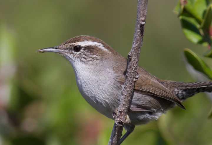 An unusually cooperative Bewick's Wren poses for photos near the tidepools at Cabrillo NM, California (10/7/2011).