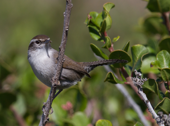 An unusually cooperative Bewick's Wren poses for photos near the tidepools at Cabrillo NM, California (10/7/2011).