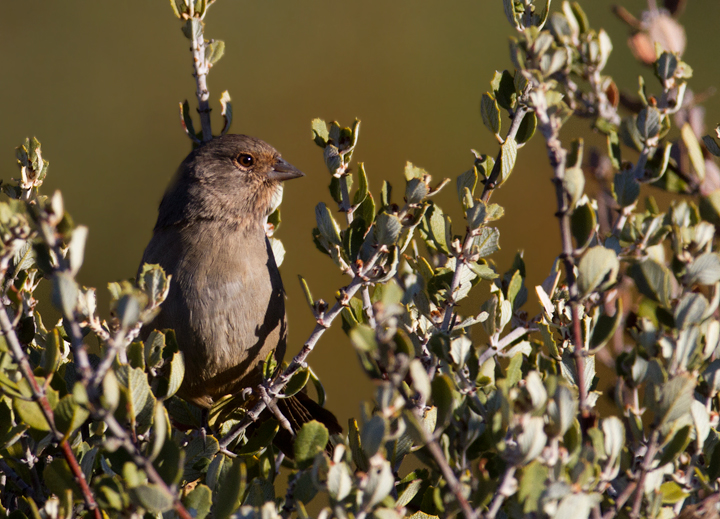 A California Towhee in Ventura County, California (10/2/2011).