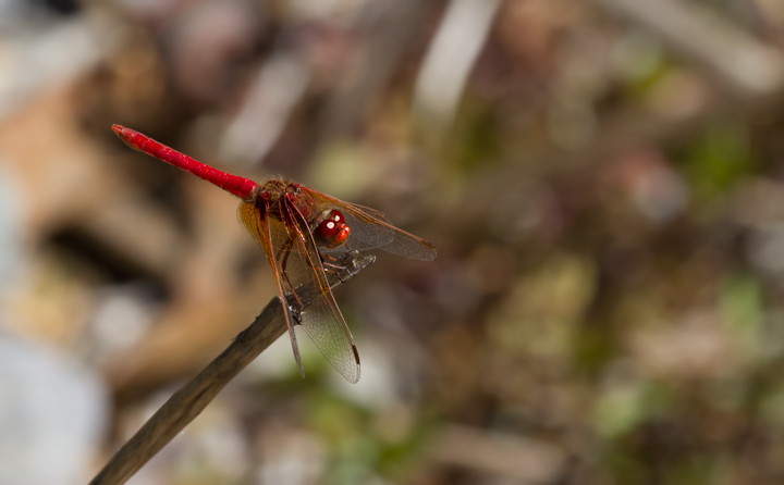 A Cardinal Meadowhawk on Santa Cruz Island, California (10/2/2011).