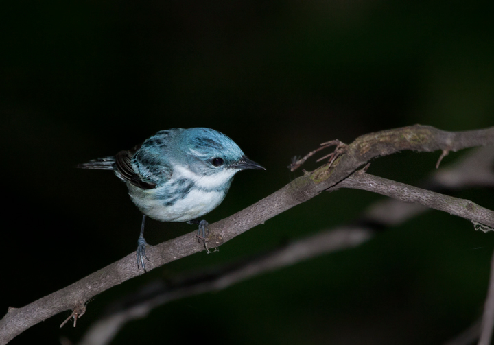 A male Cerulean Warbler in Carroll County, Maryland (6/3/2007).