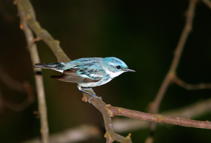 A male Cerulean Warbler in Carroll County, Maryland (6/3/2007).