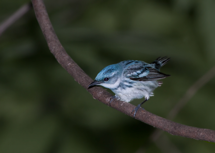 A male Cerulean Warbler in Carroll County, Maryland (6/3/2007).