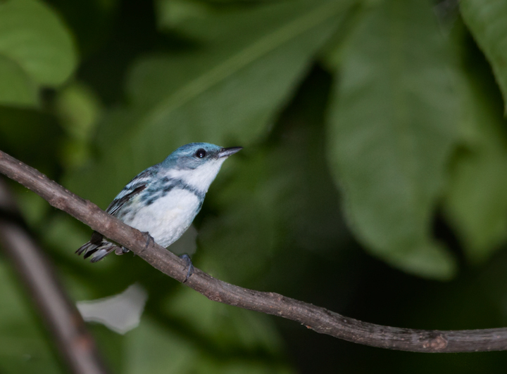 A male Cerulean Warbler in Carroll County, Maryland (6/3/2007).