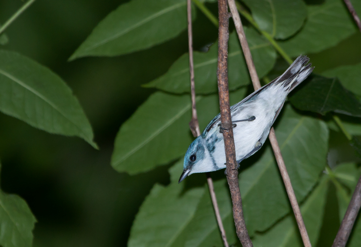 A male Cerulean Warbler in Carroll County, Maryland (6/3/2007).