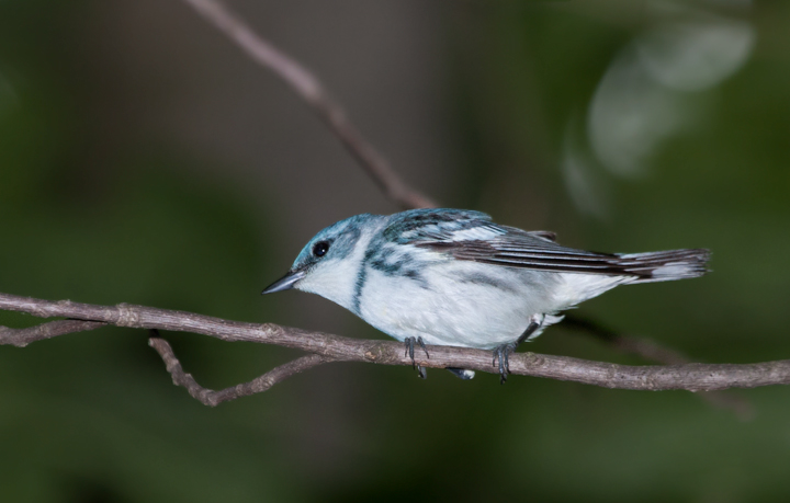 A male Cerulean Warbler in Carroll County, Maryland (6/3/2007).