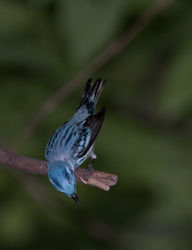 A male Cerulean Warbler in Carroll County, Maryland (6/3/2007).