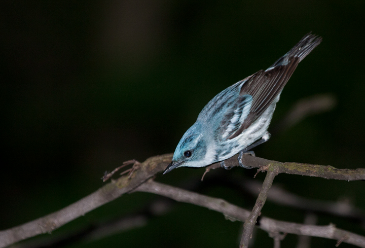 A male Cerulean Warbler in Carroll County, Maryland (6/3/2007).