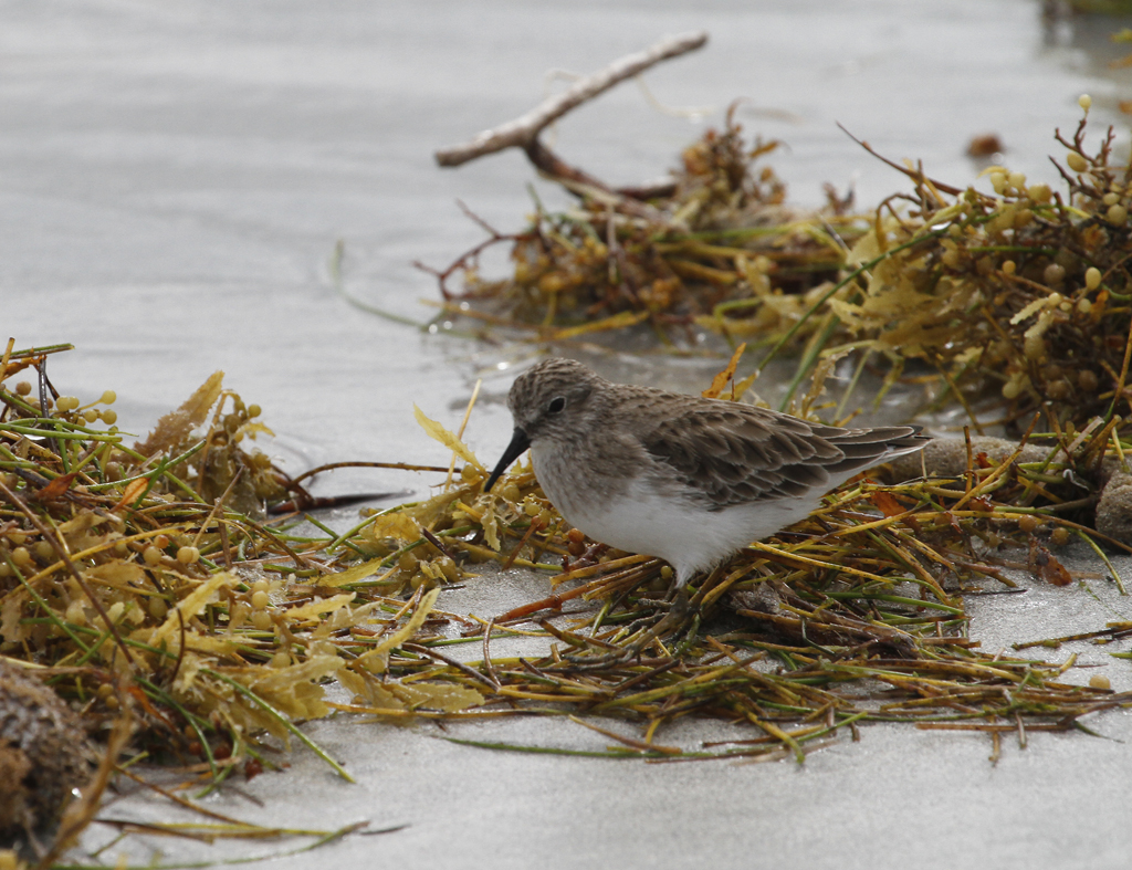 A Least Sandpiper in Miami-Dade County, Florida (11/13/2017).