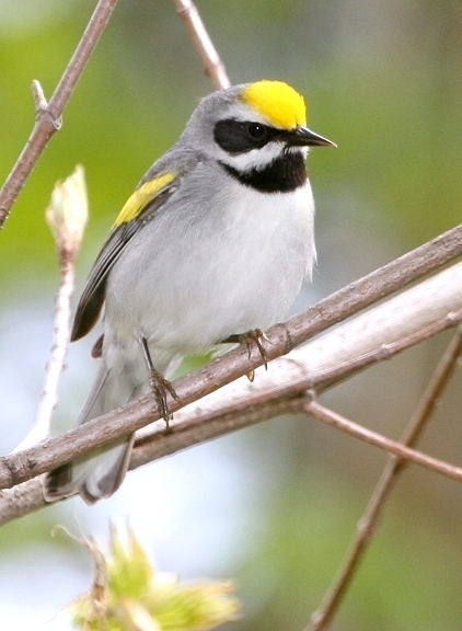 A Golden-winged Warbler in Allegany County, Maryland (5/13/2006).