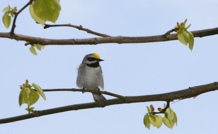 A Golden-winged Warbler in Allegany County, Maryland (5/13/2006).