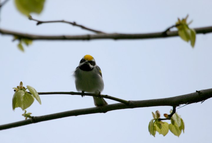A Golden-winged Warbler in Allegany County, Maryland (5/13/2006).
