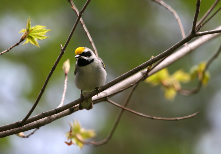 A Golden-winged Warbler in Allegany County, Maryland (5/13/2006).