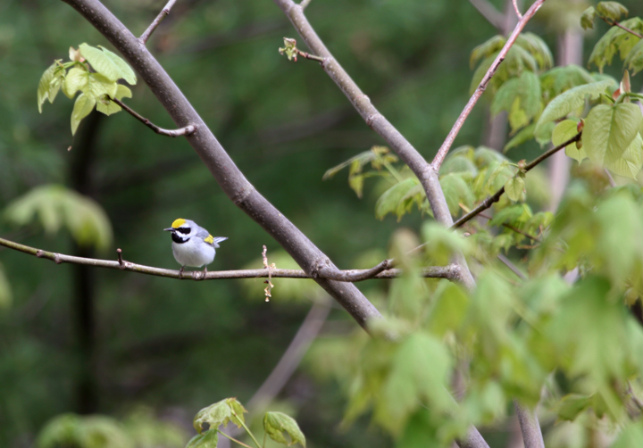 A Golden-winged Warbler in Allegany County, Maryland (5/13/2006).