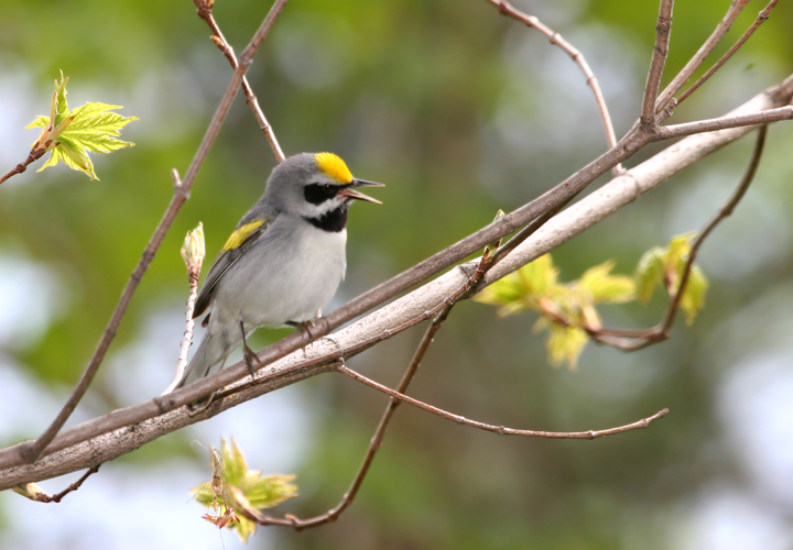 A Golden-winged Warbler in Allegany County, Maryland (5/13/2006).
