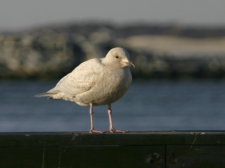 An immature Iceland Gull at the Ocean City Inlet in Worcester County, Maryland (2/27/2005).