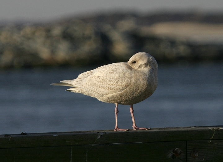 An immature Iceland Gull at the Ocean City Inlet in Worcester County, Maryland (2/27/2005).