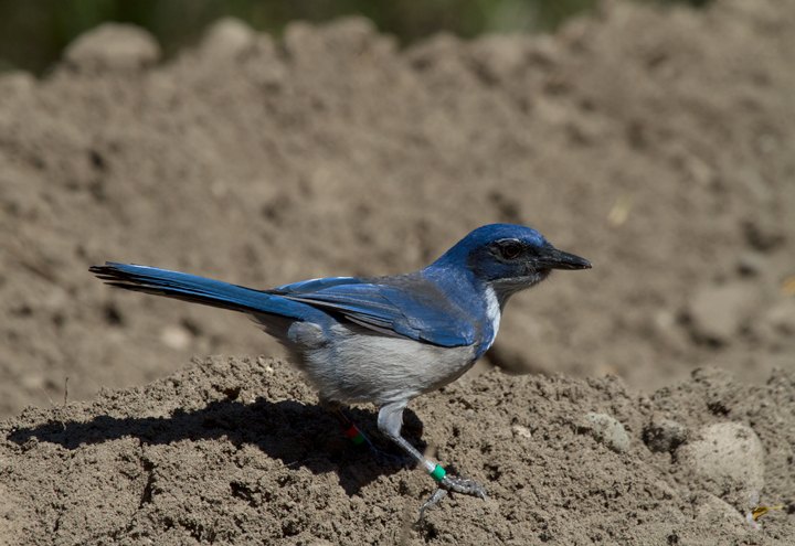 An Island Scrub-Jay on Santa Cruz Island, California (10/2/2011). Among other features, this endemic species is distinctly brighter blue and has a much larger bill than its mainland relatives.
