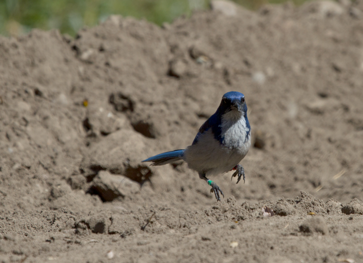 An Island Scrub-Jay on Santa Cruz Island, California (10/2/2011).