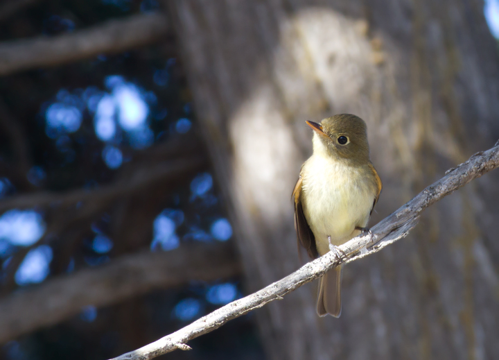 A Western Flycatcher at Cabrillo NM, California (10/7/2011).