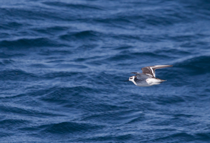 A Red-necked Phalarope in Santa Barbara County, California (10/2/2011).