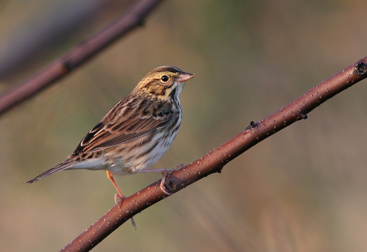 A Savannah Sparrow at Point Lookout SP, St. Mary's County, Maryland (10/7/2007).