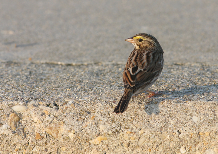 A Savannah Sparrow warming up in the dawn light at Point Lookout SP, St. Mary's County, Maryland (10/7/2007).