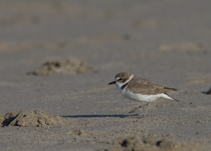 A Snowy Plover in Los Angeles County, California (10/10/2011).