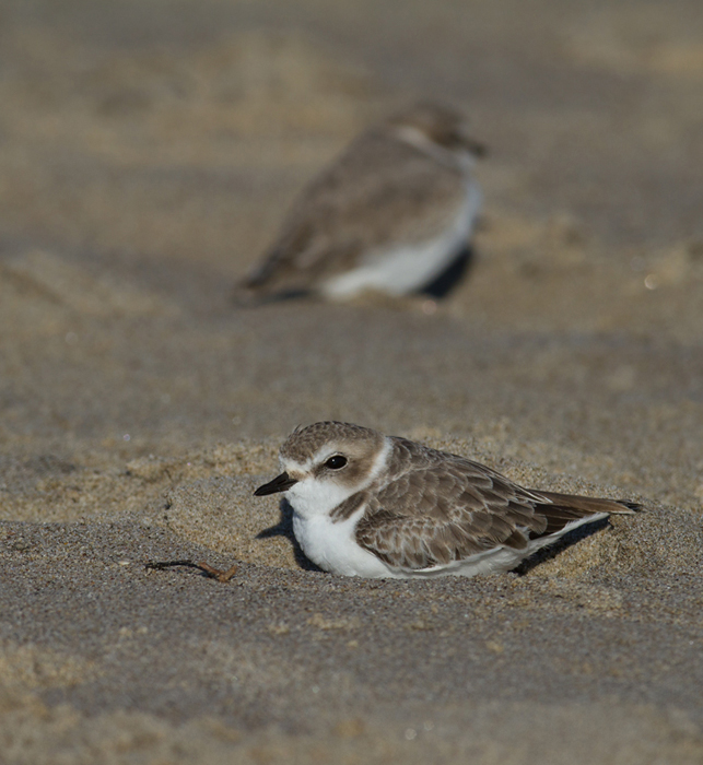 A Snowy Plover in Los Angeles County, California (10/10/2011).