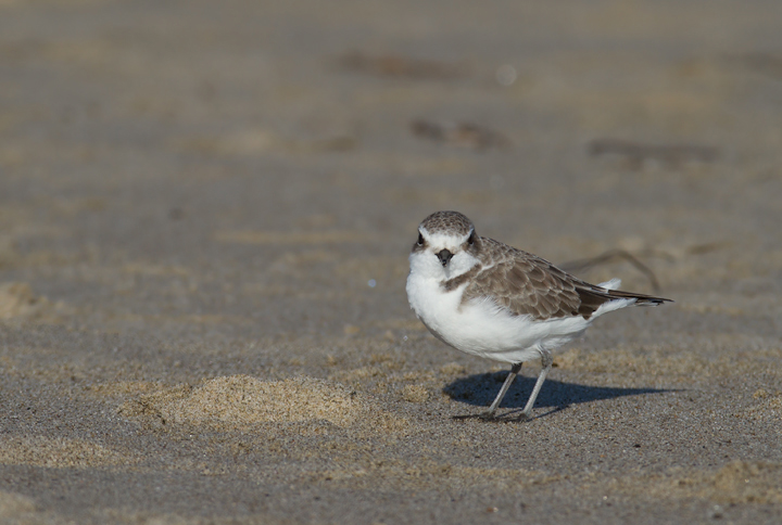 A Snowy Plover in Los Angeles County, California (10/10/2011).