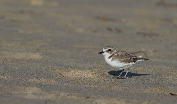 A Snowy Plover in Los Angeles County, California (10/10/2011).