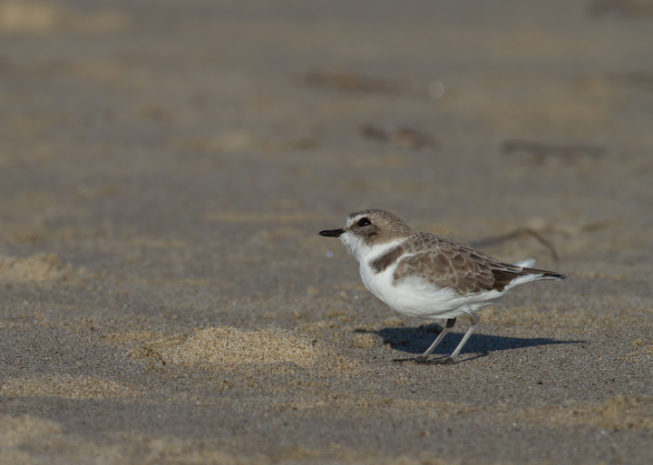 A Snowy Plover in Los Angeles County, California (10/10/2011).