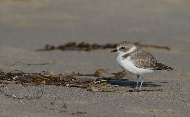 A Snowy Plover in Los Angeles County, California (10/10/2011).