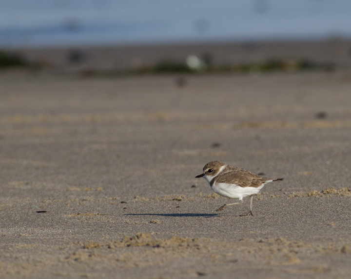 A Snowy Plover in Los Angeles County, California (10/10/2011).