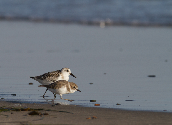 A Snowy Plover (with Sanderling) in Los Angeles County, California (10/10/2011).