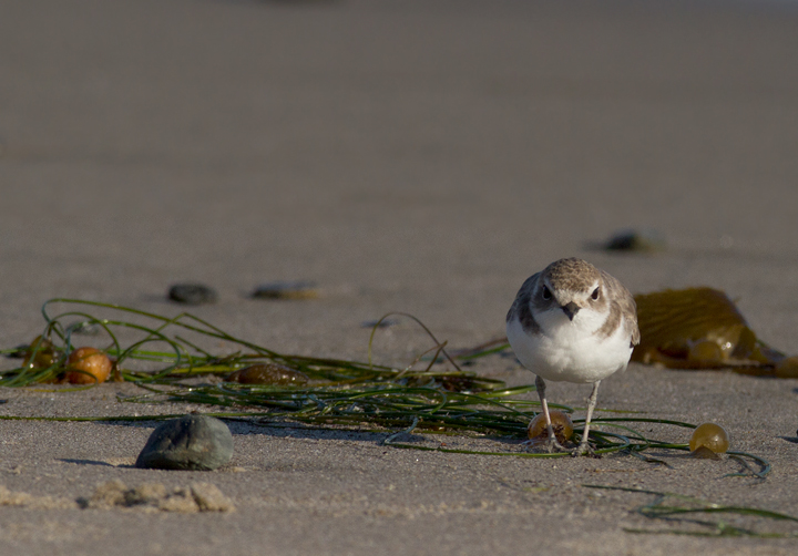 A Snowy Plover in Los Angeles County, California (10/10/2011).