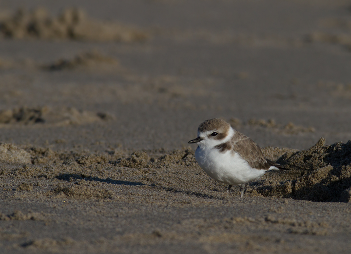 A Snowy Plover in Los Angeles County, California (10/10/2011).