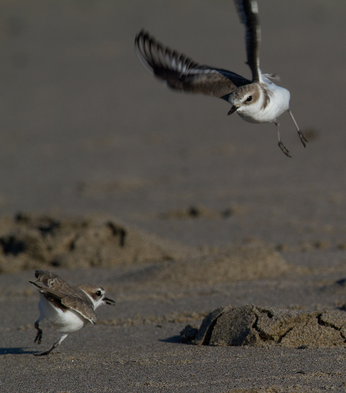 Snowy Plovers in Los Angeles County, California (10/10/2011).
