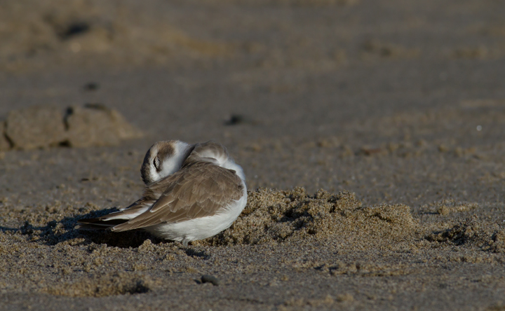 A Snowy Plover in Los Angeles County, California (10/10/2011).